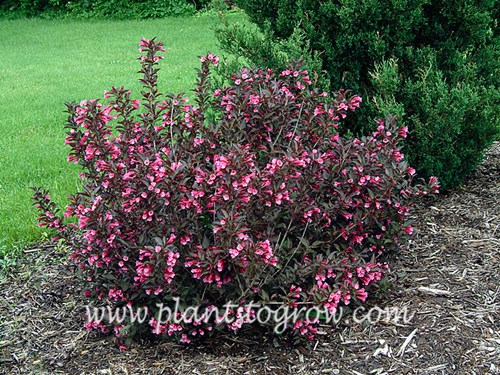 This shrub has been in my garden for over 15 years.